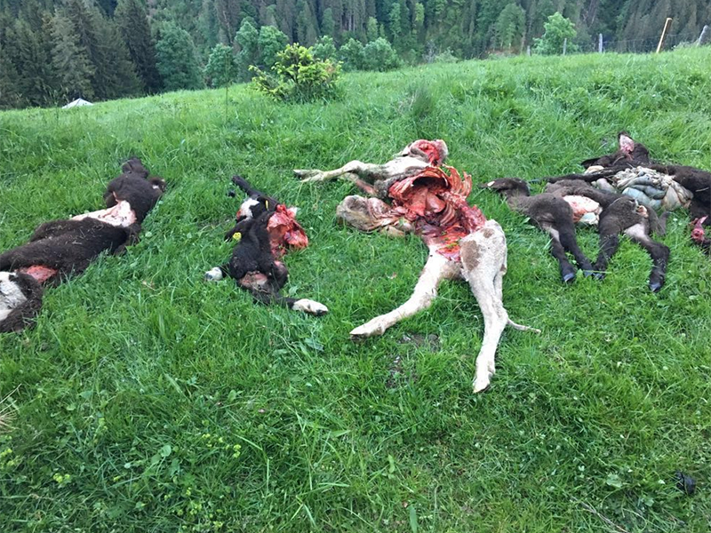 Tote Schafe in Hüttau