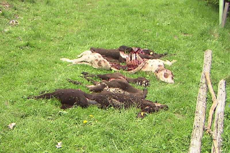 Getötete Schafe auf Wiese bei Hüttau