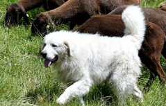 Schutzhund gegen Wölfe Herdenschutzhund in Bad Vigaun