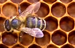 Biene Bienenstich Wabe Honig Honigernte Bienenwachs Wachs