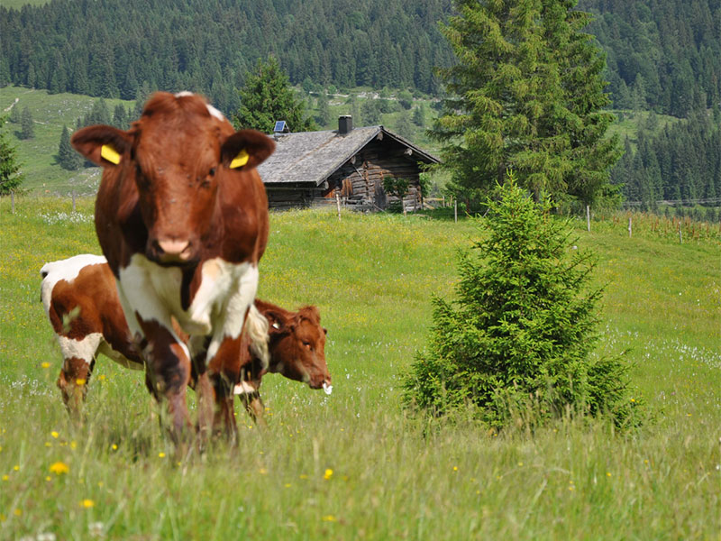 Kühe bei der Rettenegghütte auf der Postalm