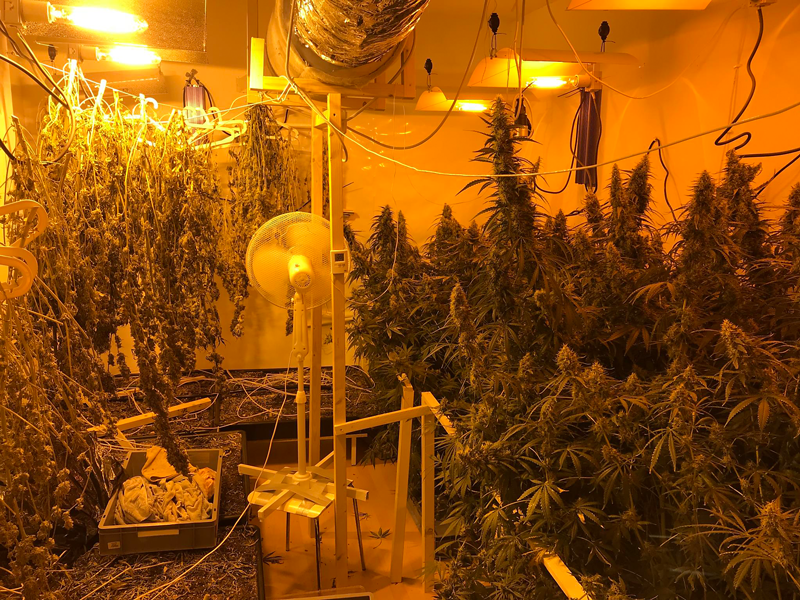 Indoor-Cannabis-Plantage Grödig