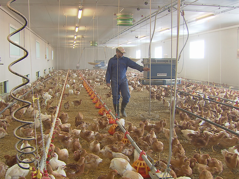 Protest gegen Hühnermastbetrieb