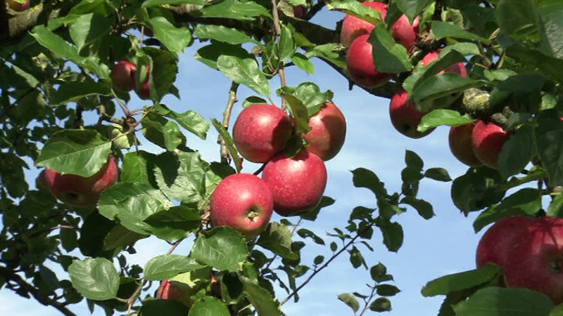 Rosenstreifling Apfel des Jahres