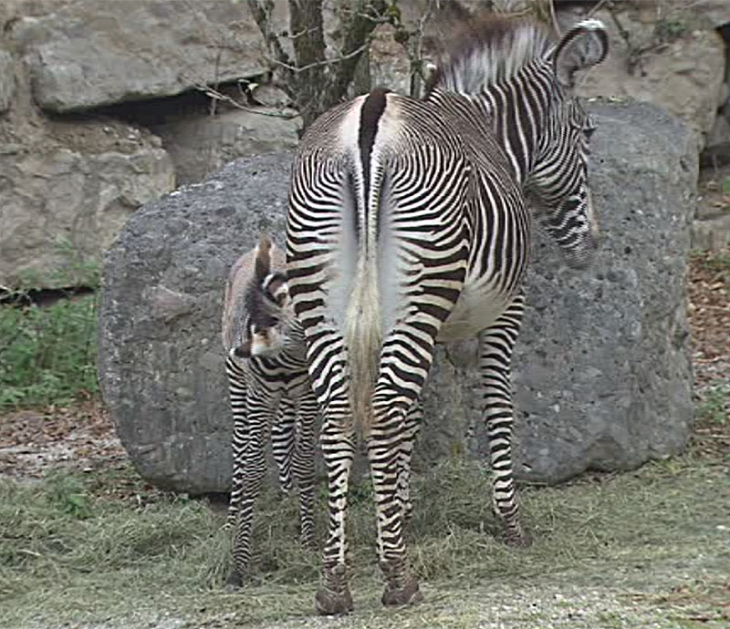 Zebrafohlen trinkt bei Mutter