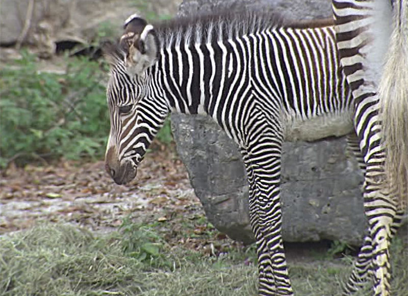 Zebrafohlen