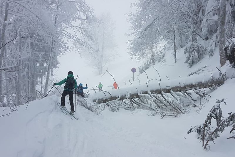 Skitourengeher bei umgestürztem Baum auf dem Gaisberg in der Stadt Salzburg
