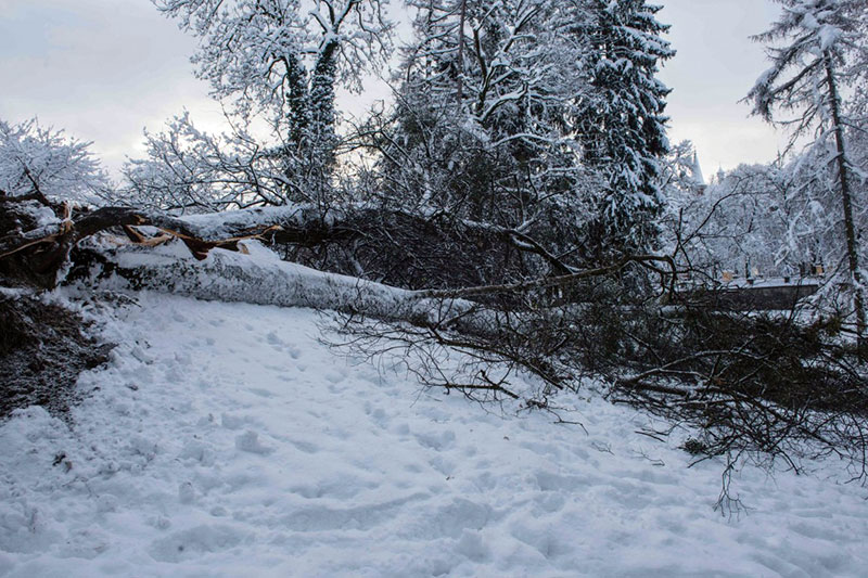 Umgestürzter Baum im Kurgarten der Stadt Salzburg