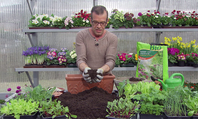 Karl Ploberger beim Gemüsepflanzeln im Gewächshaus