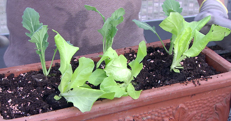 Kohlrabi- und Salatpflanzen